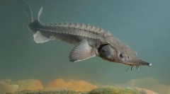 Riblje sterlinga